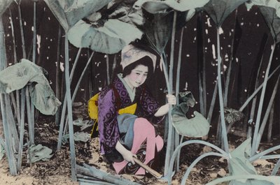 Japan, ca. 1912: Enorme mose-rabarber, vild plante, Akita (foto) af Photographer Japanese