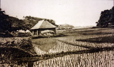 Rismarker i Japan af Photographer Japanese