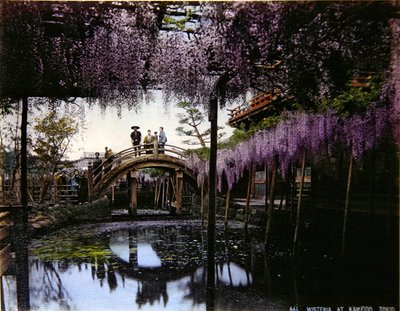 Wisteria i en have ved Kameido, ca. 1900 (farvet foto) af Photographer Japanese