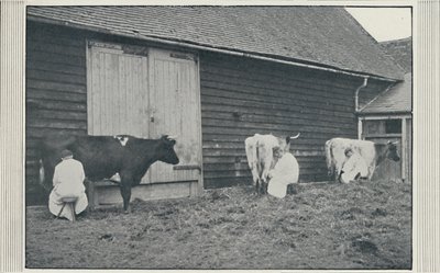 Malkende køer, 1910 af Pictorial Agency