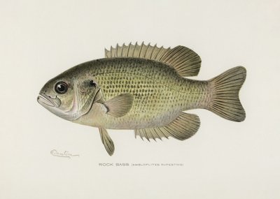 Klippebars (Amploplites rupestris) Af Sherman F. Denton (1856–1937) af Pictufy