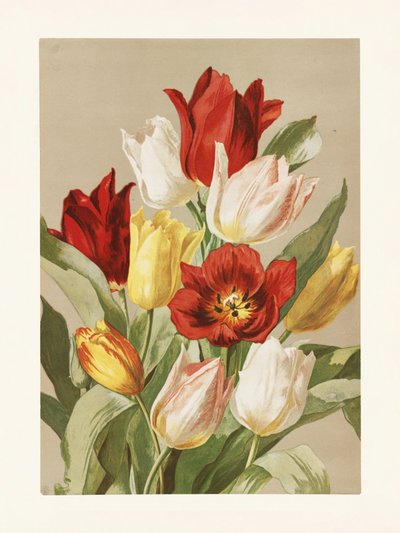 Tulipaner af Ellen Thayer Fisher af Pictufy