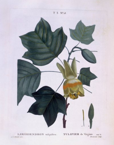 Amerikansk tulipantræ (Liriodendron tulipifera), Henry Louis Duhamel du Monceau, botanisk plade af Pierre Joseph Redouté af Pierre Joseph Redouté