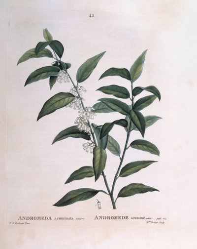 Andromeda acuminata Henry Louis Duhamel du Monceau, botanisk plade af Pierre Joseph Redouté af Pierre Joseph Redouté