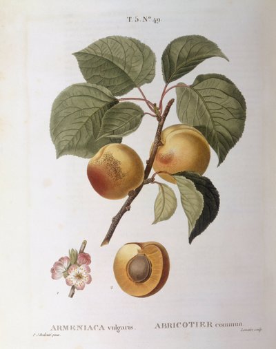 Abrikos (Armeniaca vulgaris eller Prunus armeniaca), Henry Louis Duhamel du Monceau, botanisk plade af Pierre Joseph Redouté af Pierre Joseph Redouté