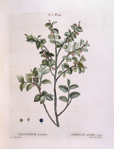 Blåbær (Vaccinium myrtillus), Henry Louis Duhamel du Monceau, botanisk tallerken af ​​Pierre Joseph Redouté af Pierre Joseph Redouté