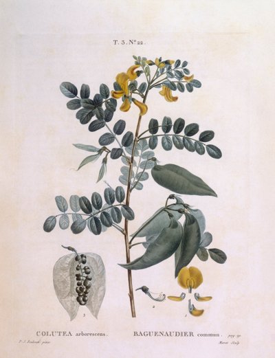Blære Senna (Colutea arborescence), Henry Louis Duhamel du Monceau, botanisk plade af Pierre Joseph Redouté af Pierre Joseph Redouté