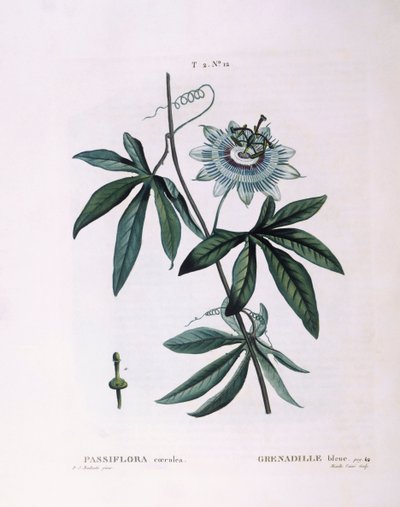 Blå passionsblomst (Passiflora caerulea), Henry Louis Duhamel du Monceau, botanisk tallerken af ​​Pierre Joseph Redouté af Pierre Joseph Redouté