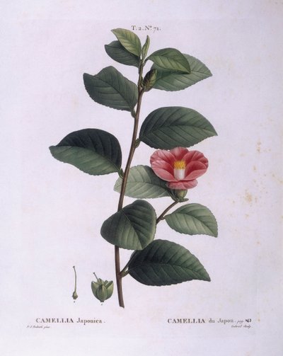 Camellia (Camellia japonica), Henry Louis Duhamel du Monceau, botanisk plade af Pierre Joseph Redouté af Pierre Joseph Redouté
