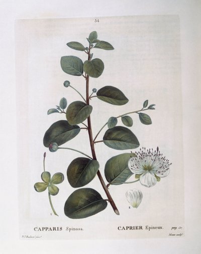 Kapers (Capparis spinosa), Henry Louis Duhamel du Monceau, botanisk plade af Pierre Joseph Redouté af Pierre Joseph Redouté