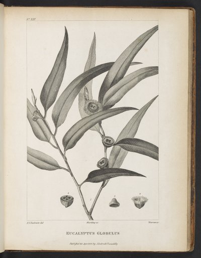 Eucalyptus Globulus fra 