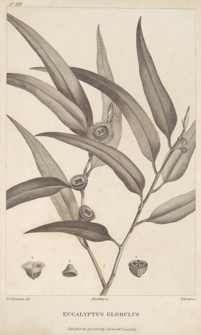 Eucalyptus Globulus fra 