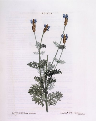 Fransk lavendel (Lavandula stoechas), Henry Louis Duhamel du Monceau, botanisk plade af Pierre Joseph Redouté af Pierre Joseph Redouté