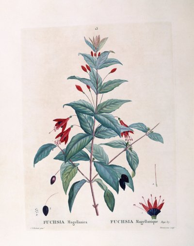Fuchsia (Fuchsia magellanica), Henry Louis Duhamel du Monceau, botanisk plade af Pierre Joseph Redouté af Pierre Joseph Redouté