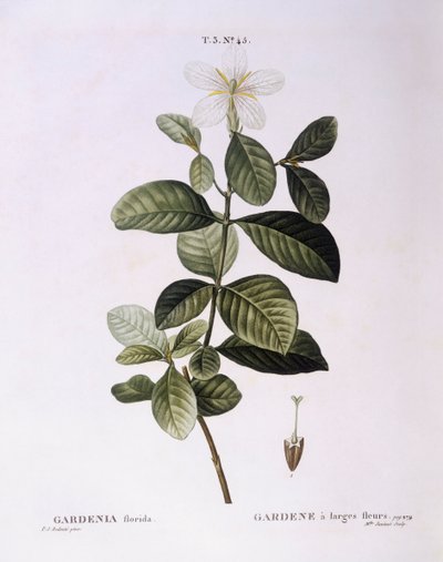 Gardenia (Gardenia florida), Henry Louis Duhamel du Monceau, botanisk plade af Pierre Joseph Redouté af Pierre Joseph Redouté