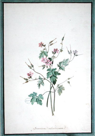 Geranium Robertianum (akvarel) af Pierre Joseph Redouté