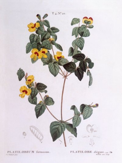 Smuk fladært (Platylobium formosum), Henry Louis Duhamel du Monceau, botanisk plade af Pierre Joseph Redouté af Pierre Joseph Redouté