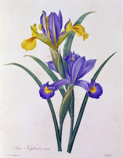 Iris Xiphium (farvet gravering) af Pierre Joseph Redouté