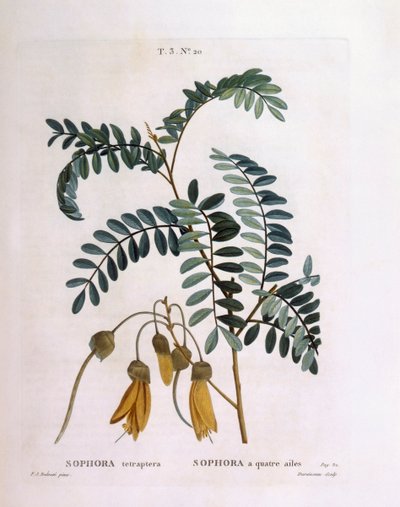 Kowhai (Sophora tetraptera eller Edwardsia grandiflora), Henry Louis Duhamel du Monceau, botanisk plade af Pierre Joseph Redouté af Pierre Joseph Redouté