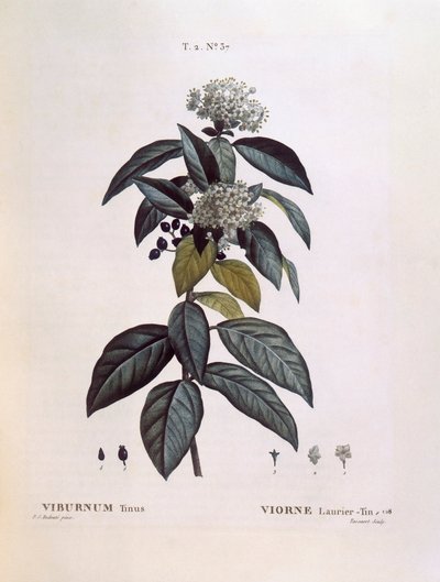 Laurustinus (Viburnum tinus), Henry Louis Duhamel du Monceau, botanisk plade af Pierre Joseph Redouté af Pierre Joseph Redouté
