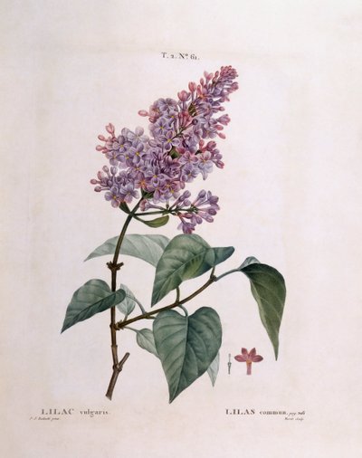 Syren (Syringa vulgaris), Henry Louis Duhamel du Monceau, botanisk plade af Pierre Joseph Redouté af Pierre Joseph Redouté
