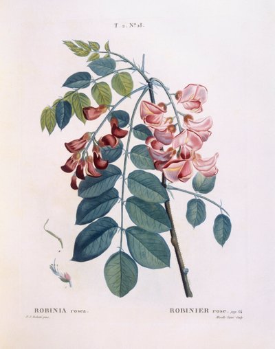 Locust (Robinia rosea), Henry Louis Duhamel du Monceau, botanisk plade af Pierre Joseph Redouté af Pierre Joseph Redouté
