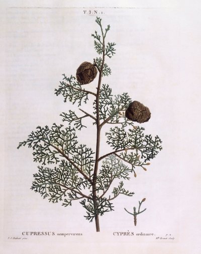 Middelhavscypres (Cupressus sempervirens), Henry Louis Duhamel du Monceau, botanisk plade af Pierre Joseph Redouté af Pierre Joseph Redouté
