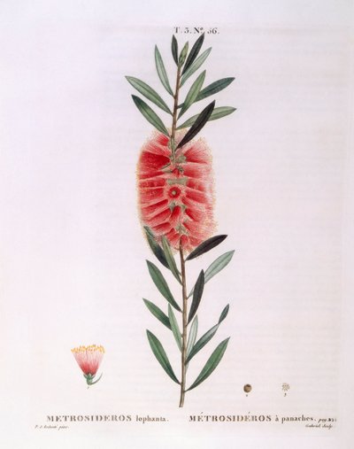 Metrosideros Lophanta Henry Louis Duhamel du Monceau, botanisk plade af Pierre Joseph Redouté af Pierre Joseph Redouté