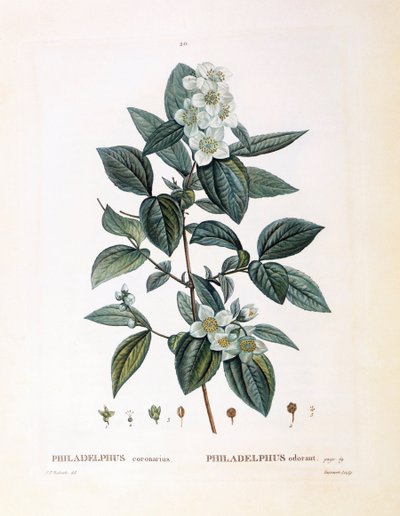 Mock orange (Philadelphus coronarius), Henry Louis Duhamel du Monceau, botanisk plade af Pierre Joseph Redouté af Pierre Joseph Redouté