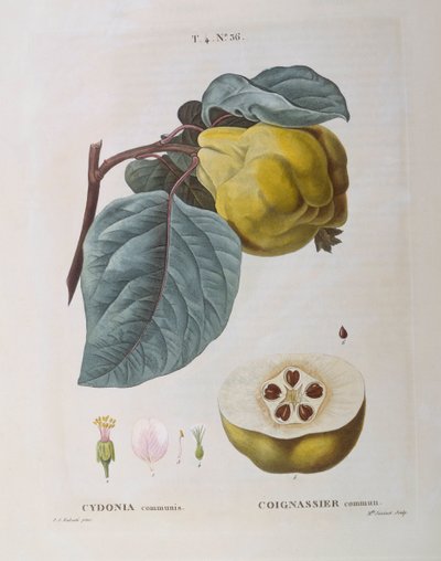 Kvæde (Cydonia communis), Henry Louis Duhamel du Monceau, botanisk plade af Pierre Joseph Redouté af Pierre Joseph Redouté