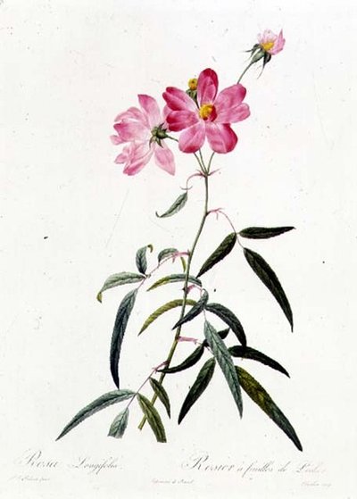 Rosa Longifolia af Pierre Joseph Redouté