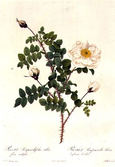 Rosa Pimpinellifolia Alba Flore Multiplei af Pierre Joseph Redouté