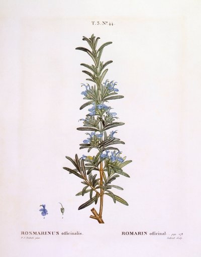 Rosmarin (Rosmarinus officinalis), Henry Louis Duhamel du Monceau, botanisk plade af Pierre Joseph Redouté af Pierre Joseph Redouté