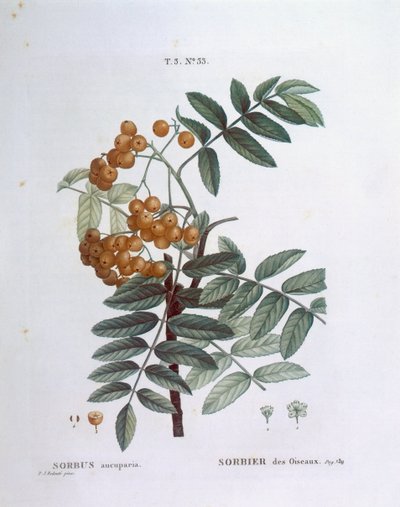 Røn eller europæisk bjergaske (Sorbus aucuparia), Henry Louis Duhamel du Monceau, botanisk plade af Pierre Joseph Redouté af Pierre Joseph Redouté