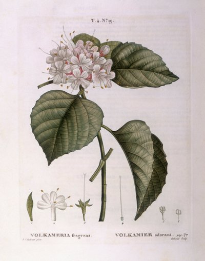 Volkameria fragrans Henry Louis Duhamel du Monceau, botanisk tallerken af ​​Pierre Joseph Redouté af Pierre Joseph Redouté