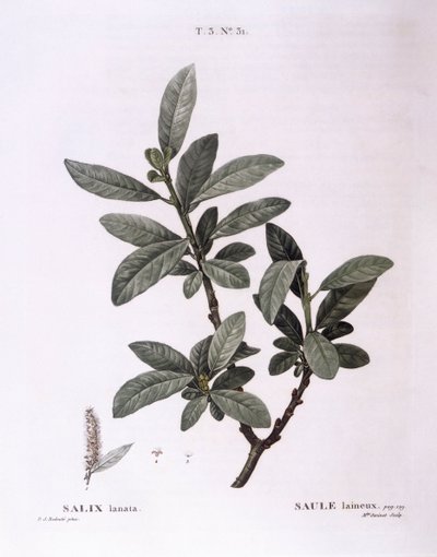 Pil (Salix lanata), Henry Louis Duhamel du Monceau, botanisk plade af Pierre Joseph Redouté af Pierre Joseph Redouté