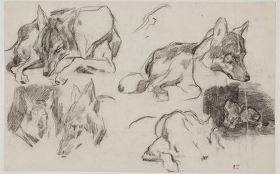 Studier efter marokkanske hunde. af Pierre Andrieu