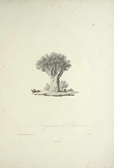 Dragon Tree of Orotava, graveret af Bouquet, illustration fra 