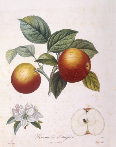 Æble "Kastanjeæble" Henry Louis Duhamel du Monceau, botanisk tallerken af ​​Pierre Antoine Poiteau af Pierre Antoine (after) Poiteau