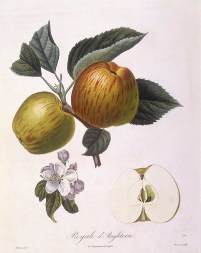 Æble "Royal of England", Henry Louis Duhamel du Monceau, botanisk plade af Pierre Antoine Poiteau af Pierre Antoine (after) Poiteau