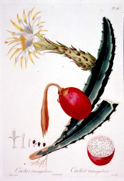 Cactus Triangularis, plade 26 fra 