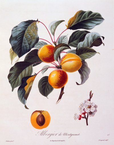 Frugter og blomster af abrikos Albergier De Montgamet, omkring 1846, farvet gravering af Pierre-Antoine Poiteau fra Pomolgie Francais, Frankrig af Pierre Antoine (after) Poiteau