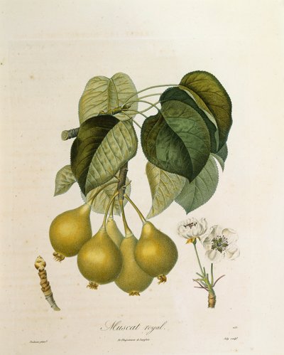 Muscat Royal Abrikos af Antoine Poiteau af Pierre Antoine (after) Poiteau