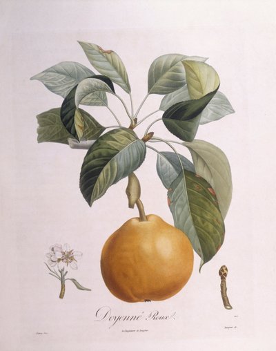 Pære "Doyenné roux" Henry Louis Duhamel du Monceau, botanisk plade af Pierre Antoine Poiteau af Pierre Antoine (after) Poiteau