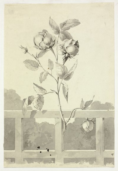 Rose af Pierre Antoine Mongin