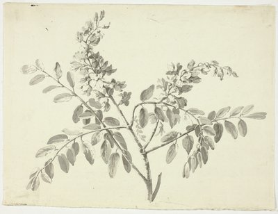 Den blomstrende gren af Pierre Antoine Mongin