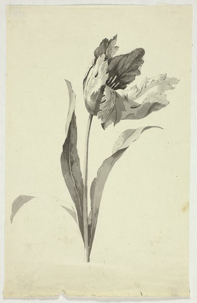 Tulipan af Pierre Antoine Mongin