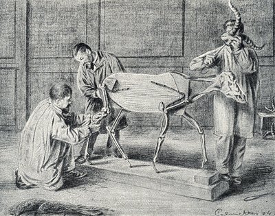 Taksidermi: taxidermister forbereder det kunstige skelet i værkstedet Gravering fra "Excursion a travers les metiers" af Pierre Calmette Collection privee af Pierre Calmettes