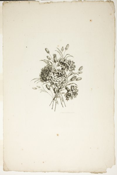 Buket med nelliker, fra samling af forskellige buketter af blomster, opfundet og tegnet af Jean Pillement og indgraveret af P. C. Canot af Pierre Charles Canot