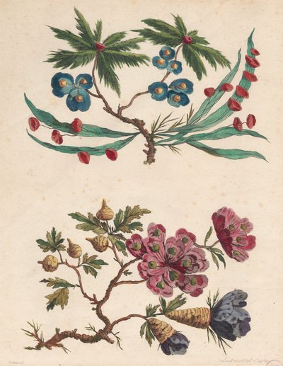 To sprøjter af imaginære blomster af Pierre Charles Canot